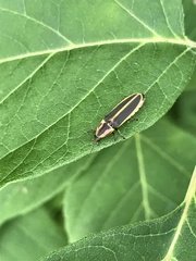 Pyractomena angulata