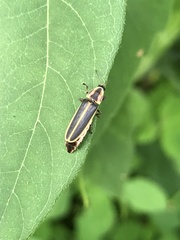 Pyractomena angulata