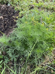 Tripleurospermum inodorum