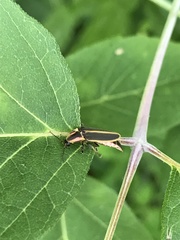 Pyractomena angulata