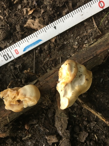 Trametes nivosa image