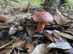 Exsudoporus