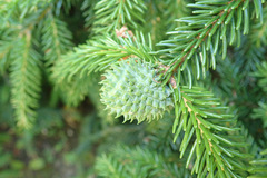 Adelges nordmannianae