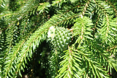 Adelges nordmannianae