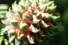 Adelges nordmannianae