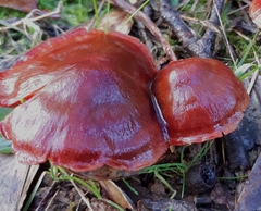 Cortinarius kula