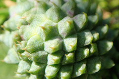 Adelges nordmannianae