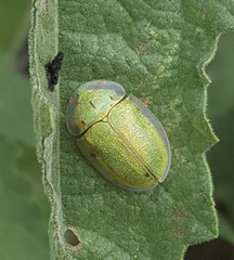 Physonota arizonae