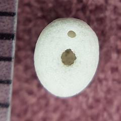 Echinocyamus pusillus