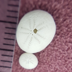 Echinocyamus pusillus