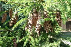 Adelges nordmannianae