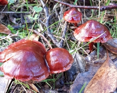 Cortinarius kula