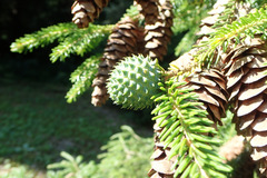 Adelges nordmannianae