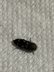 Paratyndaris chamaeleonis