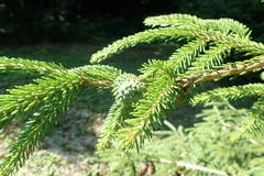 Adelges nordmannianae