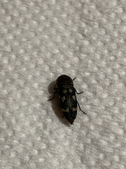 Paratyndaris chamaeleonis