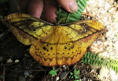 Copaxa multifenestrata