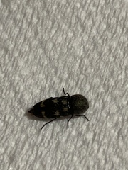 Paratyndaris chamaeleonis