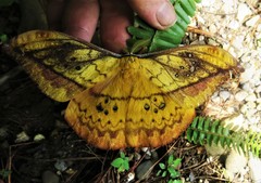 Copaxa multifenestrata