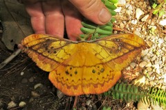 Copaxa multifenestrata