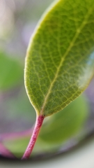 Arctostaphylos hookeri hookeri