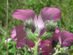 Linum hypericifolium