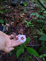 Lycianthes ciliolata