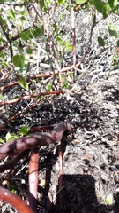 Arctostaphylos hookeri hookeri