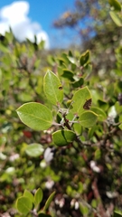 Arctostaphylos hookeri hookeri