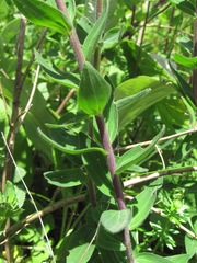 Linum hypericifolium