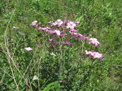 Linum hypericifolium