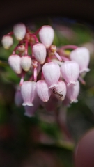Arctostaphylos hookeri hookeri