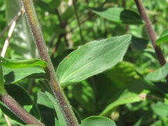 Linum hypericifolium