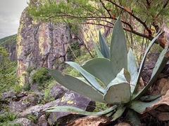 Agave pedunculifera