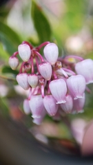 Arctostaphylos hookeri hookeri