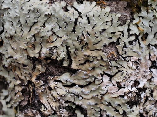 Spicy Mustard-rosette