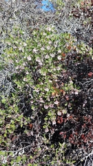 Arctostaphylos hookeri hookeri