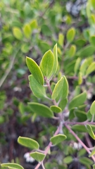 Arctostaphylos hookeri hookeri