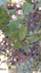 Arctostaphylos pajaroensis