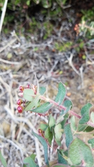 Arctostaphylos pajaroensis