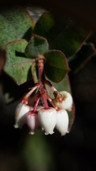 Arctostaphylos pajaroensis