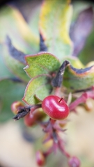 Arctostaphylos pajaroensis