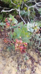 Arctostaphylos pajaroensis
