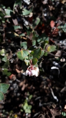 Arctostaphylos pajaroensis