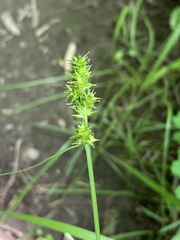 Carex cephaloidea