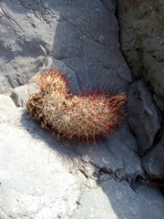 Escobaria emskoetteriana