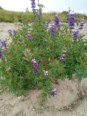 Lupinus mutabilis