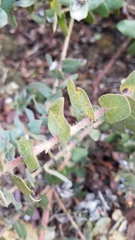 Arctostaphylos pajaroensis
