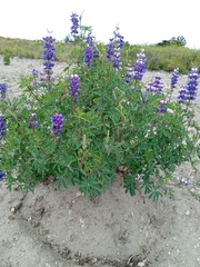 Lupinus mutabilis