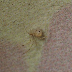 Chrysso lingchuanensis